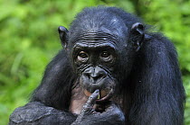 Bonobo (Pan paniscus), Lola Ya Bonobo Sanctuary, Democratic Republic of the Congo