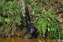 Bonobo (Pan paniscus) in river holding on to tree, Lola Ya Bonobo Sanctuary, Democratic Republic of the Congo