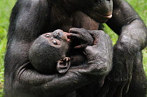 Bonobo (Pan paniscus) mother and young, Lola Ya Bonobo Sanctuary, Democratic Republic of the Congo