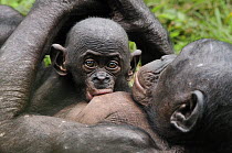 Bonobo (Pan paniscus) mother nursing baby, Lola Ya Bonobo Sanctuary, Democratic Republic of the Congo