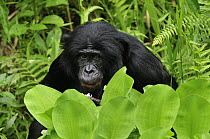 Bonobo (Pan paniscus), Lola Ya Bonobo Sanctuary, Democratic Republic of the Congo