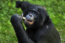Bonobo (Pan paniscus) feeding, Lola Ya Bonobo Sanctuary, Democratic Republic of the Congo