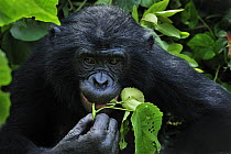 Bonobo (Pan paniscus) feeding on leaves, Lola Ya Bonobo Sanctuary, Democratic Republic of the Congo