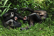 Bonobo (Pan paniscus) males playing, Lola Ya Bonobo Sanctuary, Democratic Republic of the Congo