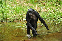 Bonobo (Pan paniscus) walking through water, Lola Ya Bonobo Sanctuary, Democratic Republic of the Congo