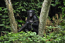 Bonobo (Pan paniscus) in rainforest, Lola Ya Bonobo Sanctuary, Democratic Republic of the Congo