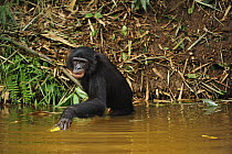 Bonobo (Pan paniscus) reaching for fruit in river, Lola Ya Bonobo Sanctuary, Democratic Republic of the Congo