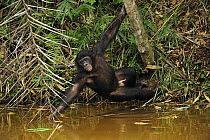 Bonobo (Pan paniscus) reaching for fruit in river, Lola Ya Bonobo Sanctuary, Democratic Republic of the Congo