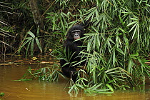 Bonobo (Pan paniscus) in tree over river, Lola Ya Bonobo Sanctuary, Democratic Republic of the Congo