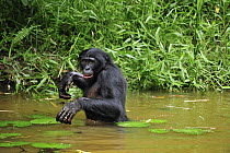 Bonobo (Pan paniscus) walking through water, Lola Ya Bonobo Sanctuary, Democratic Republic of the Congo