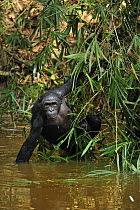 Bonobo (Pan paniscus) forging in river while holding onto vegetation, Lola Ya Bonobo Sanctuary, Democratic Republic of the Congo