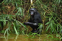 Bonobo (Pan paniscus) in river, Lola Ya Bonobo Sanctuary, Democratic Republic of the Congo