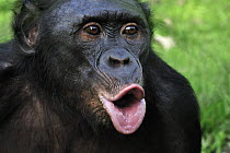Bonobo (Pan paniscus) hooting, Sanctuary, Democratic Republic of the Congo