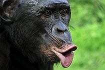 Bonobo (Pan paniscus) hooting, Lola Ya Bonobo Sanctuary, Democratic Republic of the Congo