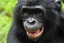 Bonobo (Pan paniscus) in defensive posture, Lola Ya Bonobo Sanctuary, Democratic Republic of the Congo