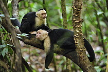 White-faced Capuchin (Cebus capucinus) pair grooming, Manuel Antonio National Park, Costa Rica