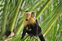 White-faced Capuchin (Cebus capucinus) mother with young, Manuel Antonio National Park, Costa Rica
