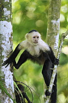White-faced Capuchin (Cebus capucinus), Cahuita National Park, Costa Rica