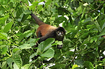 Black-handed Spider Monkey (Ateles geoffroyi), Corcovado National Park, Osa Peninsula, Costa Rica