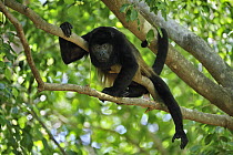 Mantled Howler Monkey (Alouatta palliata), Cahuita National Park, Costa Rica