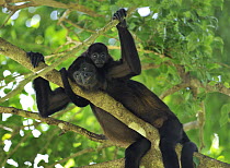 Mantled Howler Monkey (Alouatta palliata) mother with young, Cahuita National Park, Costa Rica