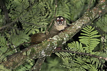 Lemurine Night Monkey (Aotus lemurinus) at night, Cali, Colombia