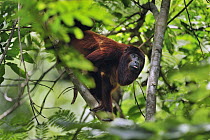 Red Howler Monkey (Alouatta seniculus), Tambopata-Candamo Nature Reserve, Peru