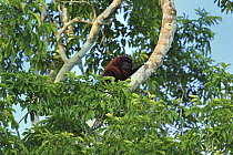 Red Howler Monkey (Alouatta seniculus), Tambopata-Candamo Nature Reserve, Peru