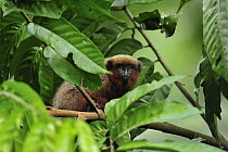 Brown Titi (Callicebus brunneus), Tambopata-Candamo Nature Reserve, Peru