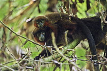 Brown Titi (Callicebus brunneus) mother with young, Tambopata-Candamo Nature Reserve, Peru