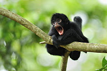 Black-faced Spider Monkey (Ateles chamek) juvenile calling, Tambopata-Candamo Nature Reserve, Peru