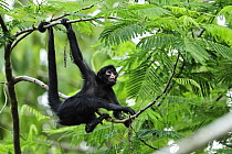 Black-faced Spider Monkey (Ateles chamek) juvenile, Tambopata-Candamo Nature Reserve, Peru