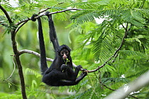 Black-faced Spider Monkey (Ateles chamek) juvenile feeding, Tambopata-Candamo Nature Reserve, Peru