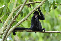 Black-faced Spider Monkey (Ateles chamek) juvenile feeding, Tambopata-Candamo Nature Reserve, Peru
