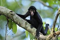 Black-faced Spider Monkey (Ateles chamek) juvenile calling, Tambopata-Candamo Nature Reserve, Peru
