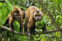Brown Capuchin (Cebus apella) pair, Manu National Park, Peru