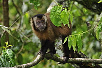 Brown Capuchin (Cebus apella), Manu National Park, Peru