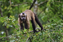 Brown Capuchin (Cebus apella), Manu National Park, Peru