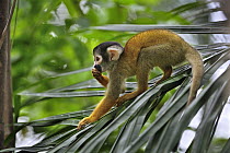 Bolivian Squirrel Monkey (Saimiri boliviensis) female feeding, Tambopata-Candamo Nature Reserve, Peru