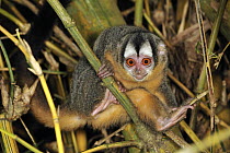Black-headed Night Monkey (Aotus nigriceps) at night, Tambopata-Candamo Nature Reserve, Peru