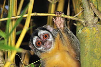 Black-headed Night Monkey (Aotus nigriceps), Tambopata-Candamo Nature Reserve, Peru