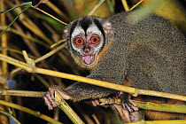 Black-headed Night Monkey (Aotus nigriceps) in defensive posture, Tambopata-Candamo Nature Reserve, Peru