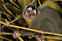 Black-headed Night Monkey (Aotus nigriceps) at night, Tambopata-Candamo Nature Reserve, Peru