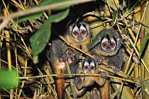 Black-headed Night Monkey (Aotus nigriceps) group at night, Tambopata-Candamo Nature Reserve, Peru