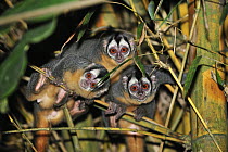 Black-headed Night Monkey (Aotus nigriceps) group at night, Tambopata-Candamo Nature Reserve, Peru