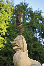 Long-tailed Macaque (Macaca fascicularis) standing on statue, Phnom Penh, Cambodia