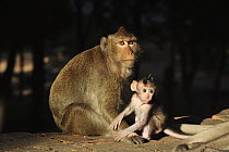 Long-tailed Macaque (Macaca fascicularis) mother with young, Phnom Penh, Cambodia