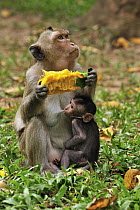 Long-tailed Macaque (Macaca fascicularis) mother feeding on mango with nursing young, Phnom Penh, Cambodia