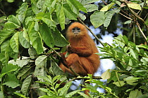 Red Leaf Monkey (Presbytis rubicunda) feeding on leaves, Tawau Hills Park, Sabah, Borneo, Malaysia