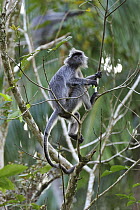 Silvered Leaf Monkey (Trachypithecus cristatus), Bako National Park, Sarawak, Borneo, Malaysia